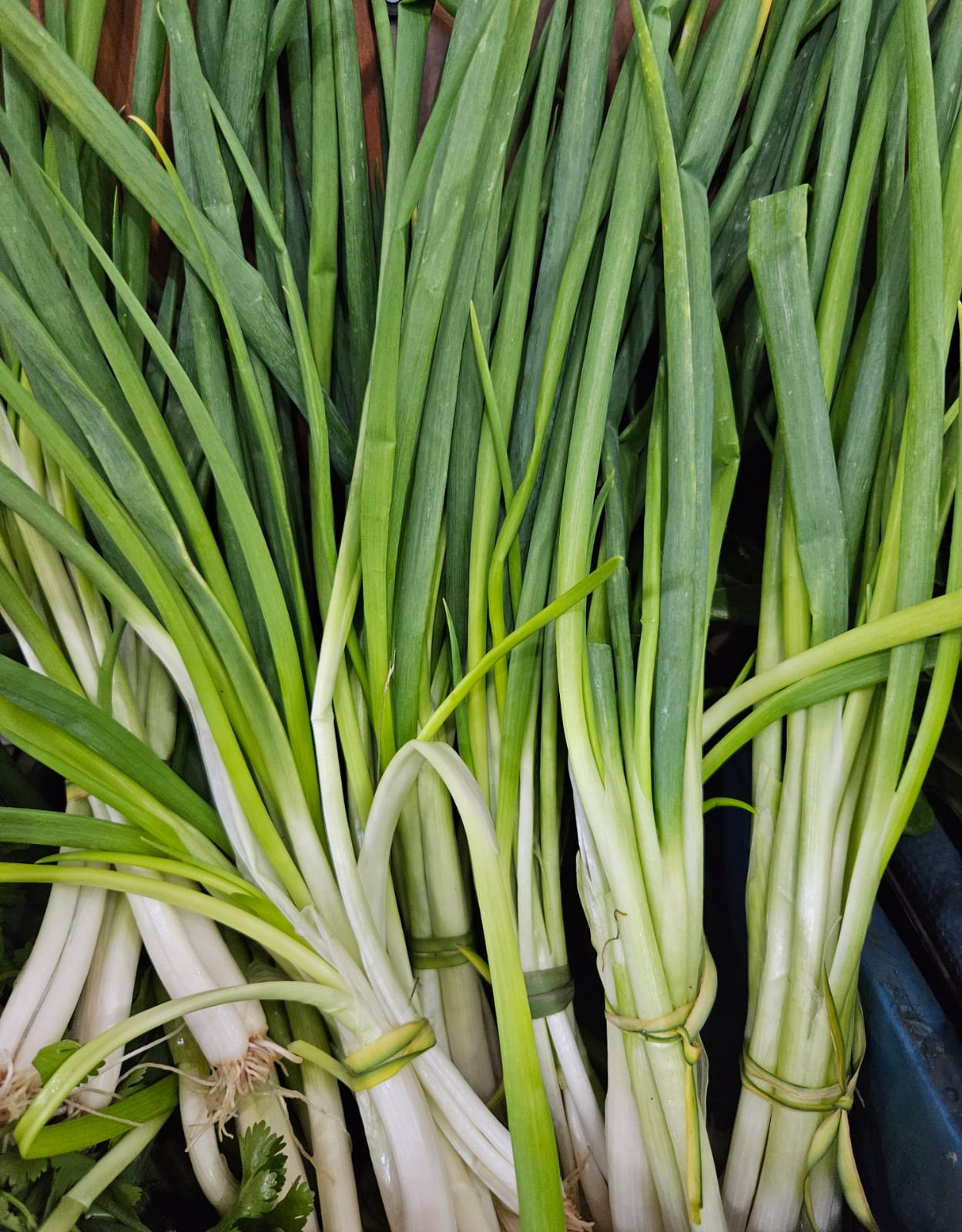 cebolladeverdeoodehoja